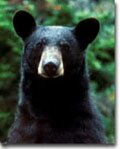 Black bears in Ontario